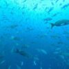 Galapagos, Kids Sea Camp
