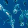 Palau, Kids Sea camp, Sam's Tours