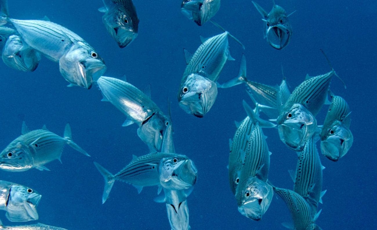 Palau Poems