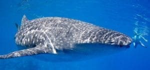 Whale shark, kids and diving, family vacations