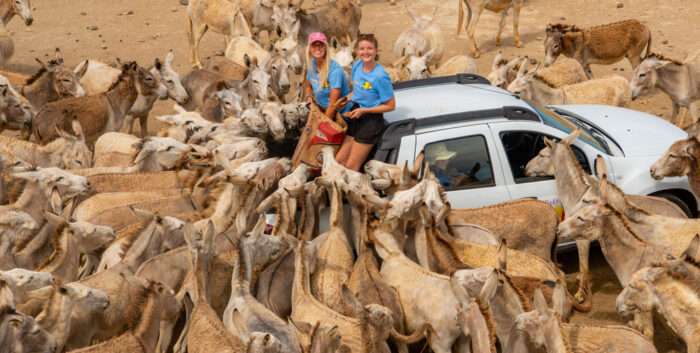 Bonaire, Kids Sea Camp, Buddy Dive, Donkeys