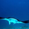 Manta, Kids Sea Camp, Family dive vacations