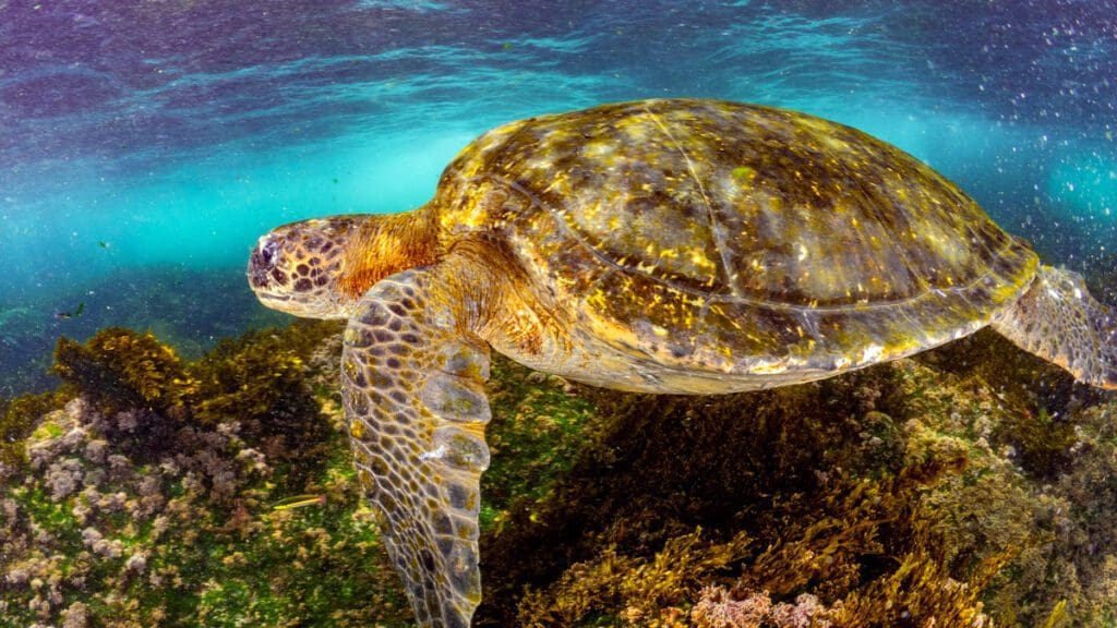 Galapagos Turtles are everywhere at Kids Sea Camp
