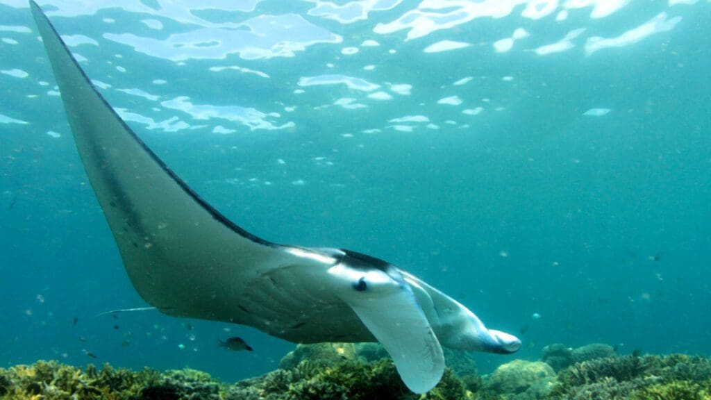 The Beauty of Yap family dive adventure with Kids Sea Camp