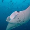 Palau, Kids Sea Camp, Family Vacations