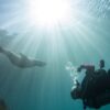 Sea lions, Sea of Cortez, Kids and diving, Kids Sea Camp
