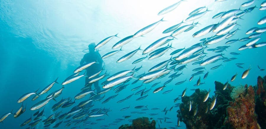 St. Lucia, Diving, Kids Sea Camp family vacations