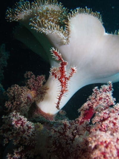 Photography, Kids and diving, Kids Sea Camp