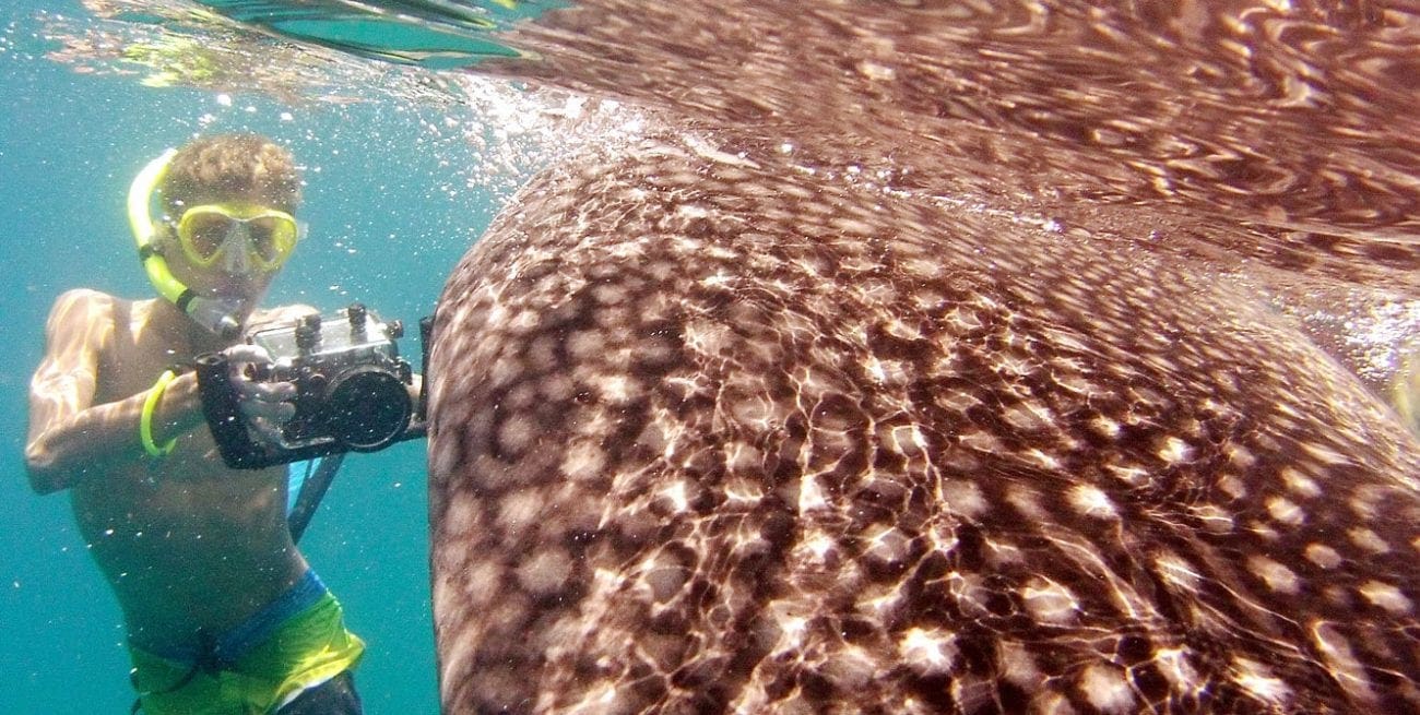 A passion for sharks and photography