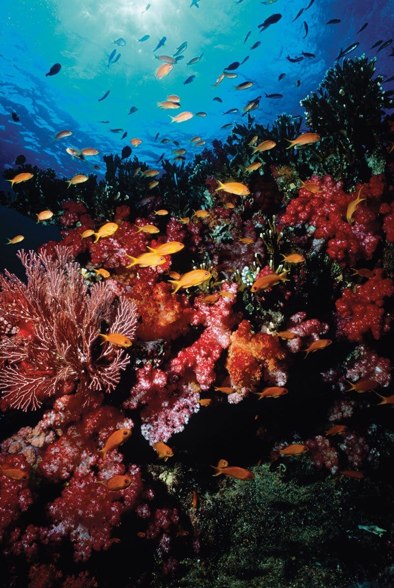 Fiji, Bonaire, Buddy Dive Resort, roatan, Kids Sea Camp, kids and diving, underwater photography, whale sharks
