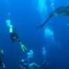 Kids Sea Camp, kids and diving, Socorro Islands