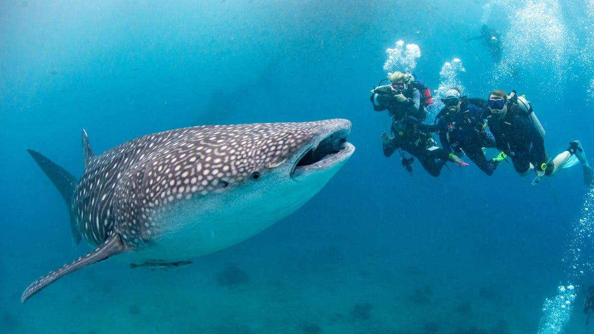 Top 5 dives for family, The Philippines, kids Sea Camp, kids and diving