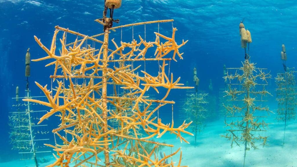Creating a Coral Restoration Project