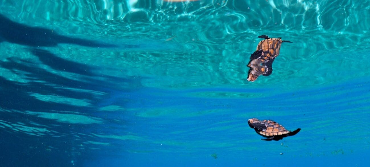 Baby Turtle Hatch, Kids Sea Camp, st. lucia, kids and diving