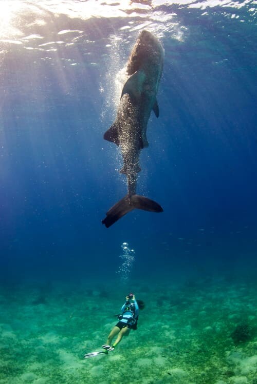 The Philippines, Kids Sea Camp, kids and diving, underwater photography, whale sharks