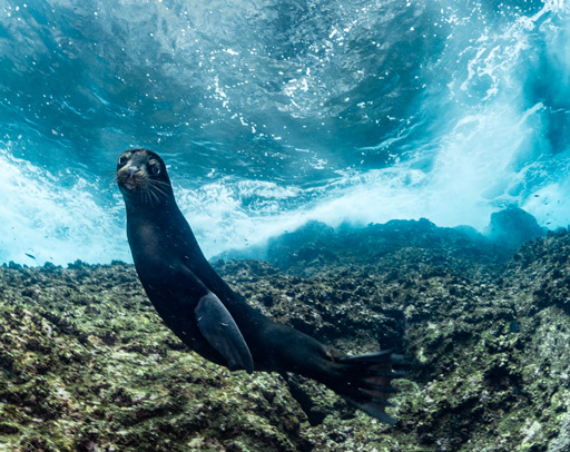 Welcome to some of the best underwater images in the world