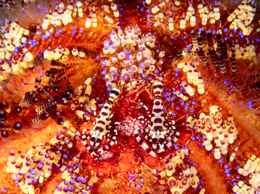 Welcome to some of the best underwater images in the world