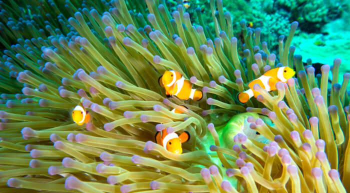 Kids Sea Camp, Indonesia, Kids and diving