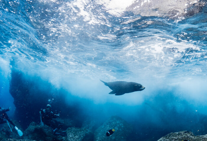 Galapagos, Sea Lions, Kids Sea Camp