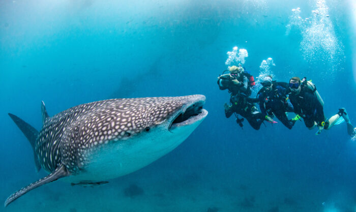 Whale Shark, Kids Sea Camp, Margo peyton, Kids and diving