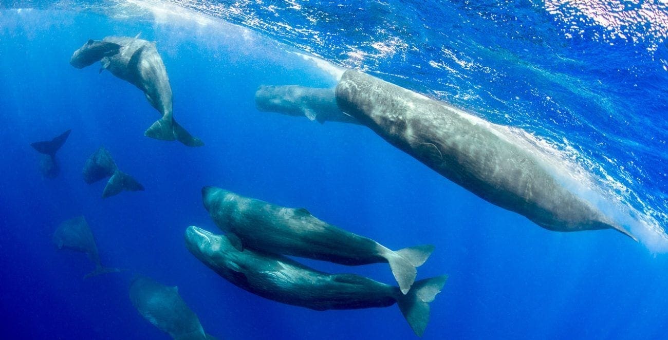 Sperm whales, Dominica dive adventures, Kids Scuba, Family Scuba Diving Adventures, Kids Sea Camp, Margo Peyton