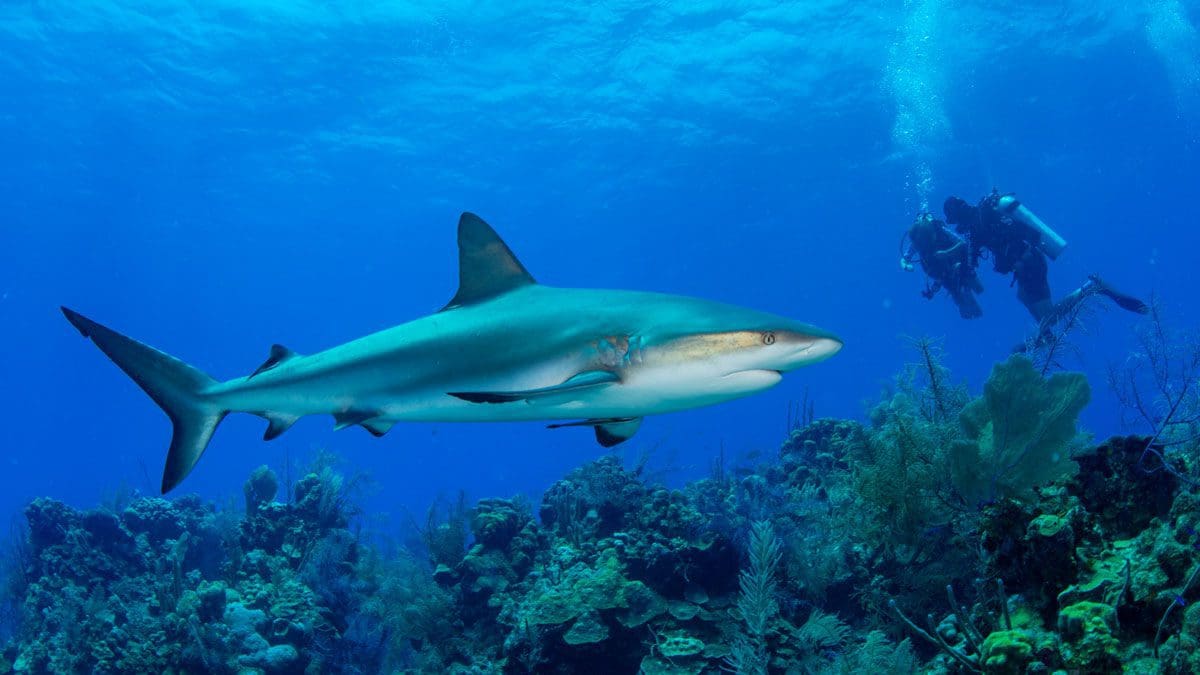 Sharks, Belize, Kids Sea Camp