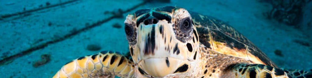 Cayman Brac Beach Resort with Reef Divers