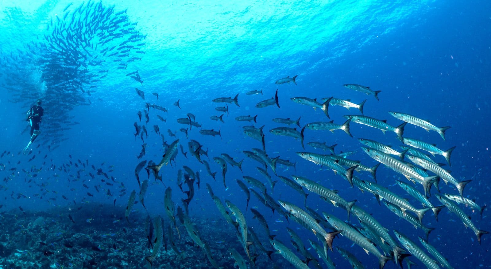 Barracuda, kids and diving, Forgotten islands, The Arenui, Kids Sea Camp, Family Dive Adventures, Scuba Diving