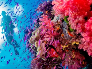 Fiji dive trips, Kids Scuba, Family Scuba Diving Adventures, Kids Sea Camp, Margo Peyton