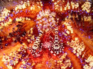 Lembeh dive trips, Kids Scuba, Family Scuba Diving Adventures, Kids Sea Camp, Margo Peyton
