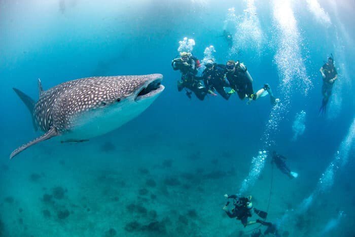 Kids Scuba, Family Scuba Diving Adventures, Kids Sea Camp, Margo Peyton, Whale Sharks, Family Scuba Diving Vacations, Family Dive Adventures, The Philippines