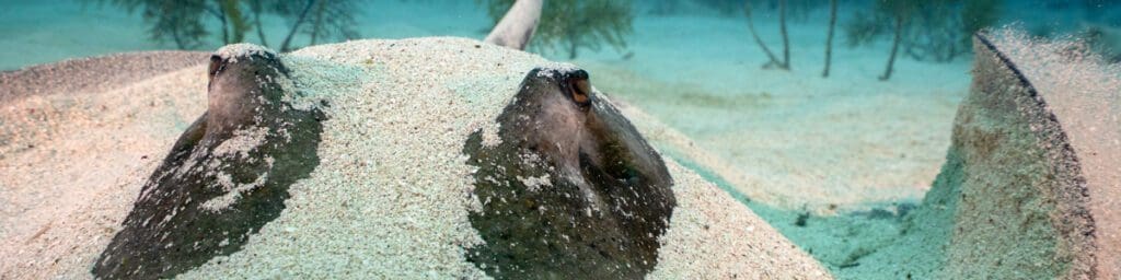 Little Cayman Beach Resort with Reef Divers