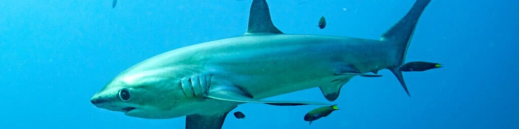 Ocean Vida Beach & Dive Resort with Sea Explorers