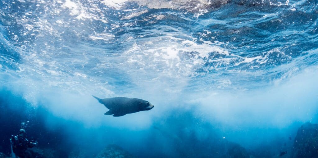 Tiburon Explorer Liveaboard