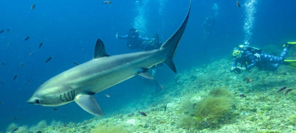 Family diving in the Philippines; Malapascua, Cabilao & Dauin