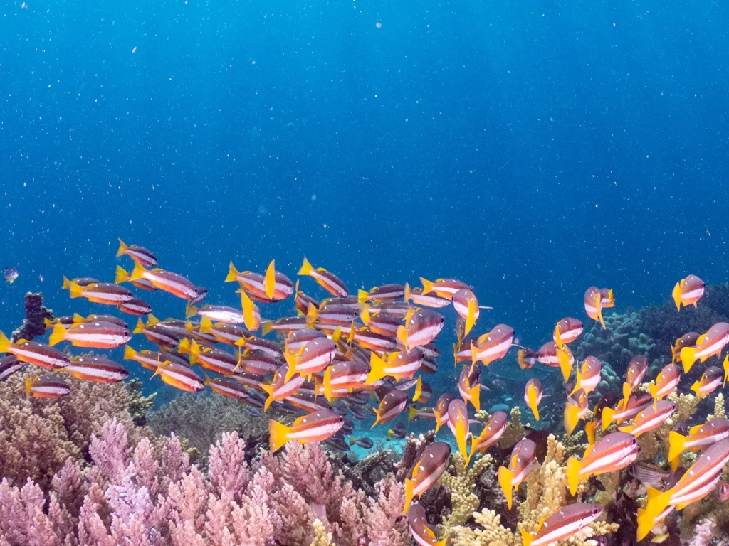 Wakatobi Dive Resort