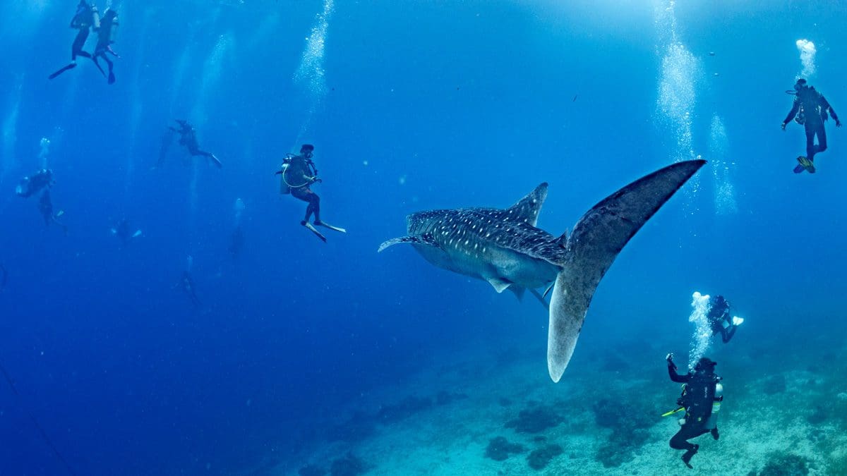 Pura, Whale sharks, The Philippines, kids sea camp