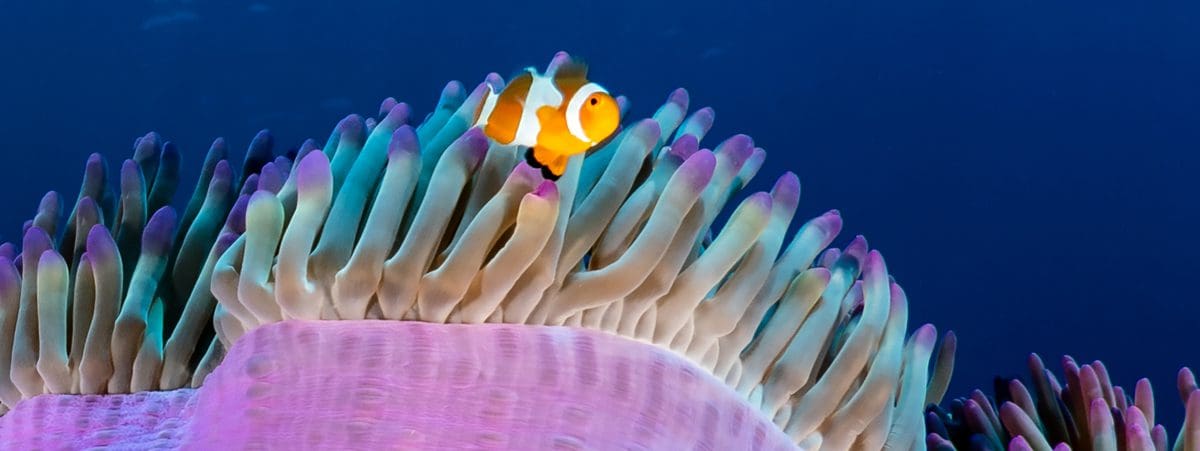 Clown fish, Indonesia scuba diving, Kids Sea Camp, Family Dive Adventures, Scuba Diving