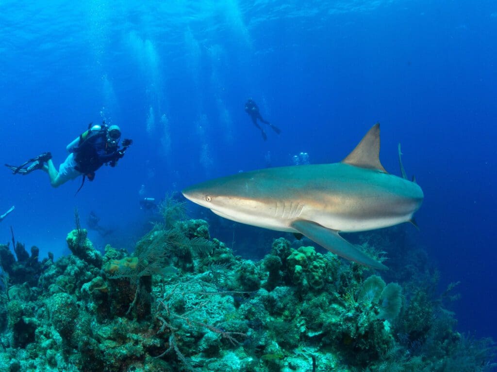 Finding the Balance: Why Real Conservation Includes the People Who Know the Sea Best