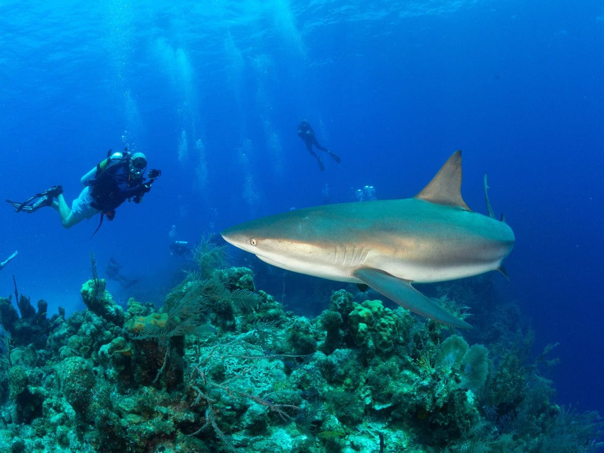 Belize, Sharks, Kids and scuba diving, Family Dive Adventures, Scuba Diving, Kids Sea Camp, Kids and scuba