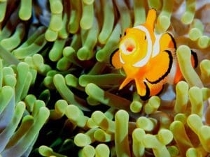 Nemo, Clownfish, Kids and diving, Kids Sea Camp