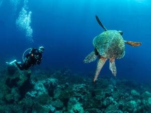 Galapagos, Kids and Diving, Kids Sea Camp