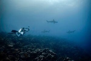 Galapagos, Liveaboards, Scuba diving with kids, Kids Sea Camp, sharks
