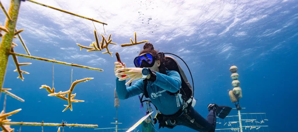 Restoring Hope Beneath the Waves: How RRFB Is Reviving Bonaire’s Reefs