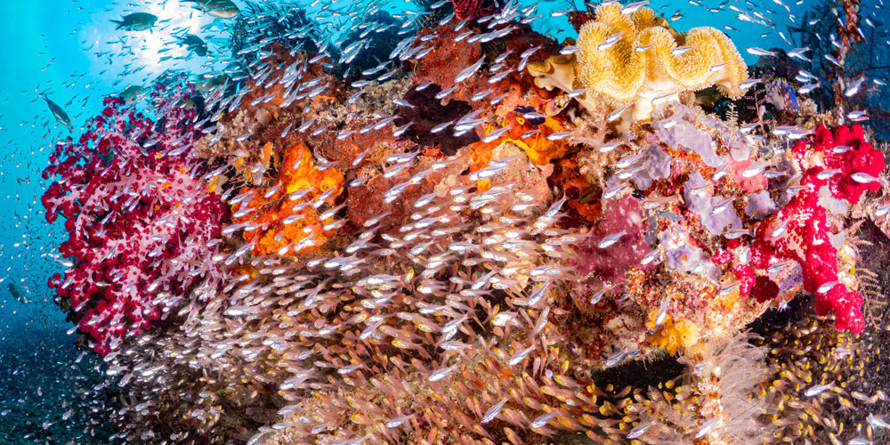 Corals, Fish, Indonesia diving